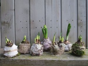voorjaarsworkshop 2017_aangeklede bollen